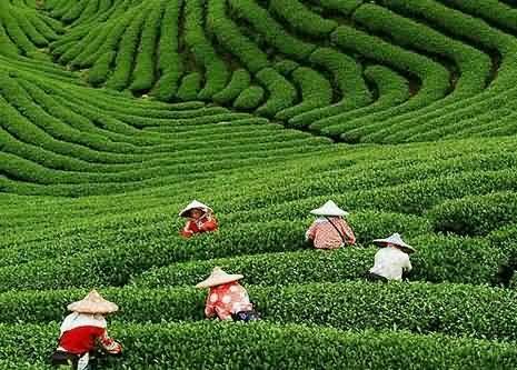 Hangzhou Tea Culture Day Tour