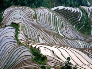 Longji Terrace